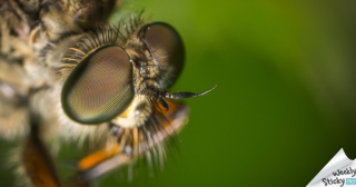 Garbage Cans and Flies